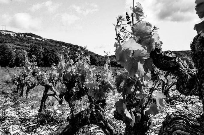vin naturel - vignes domaine du petit oratoire
