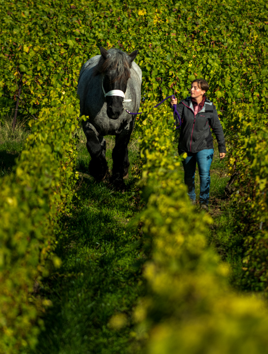 julie de sousa - travail au cheval