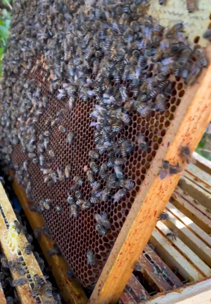 abeilles - domaine de la tour brune