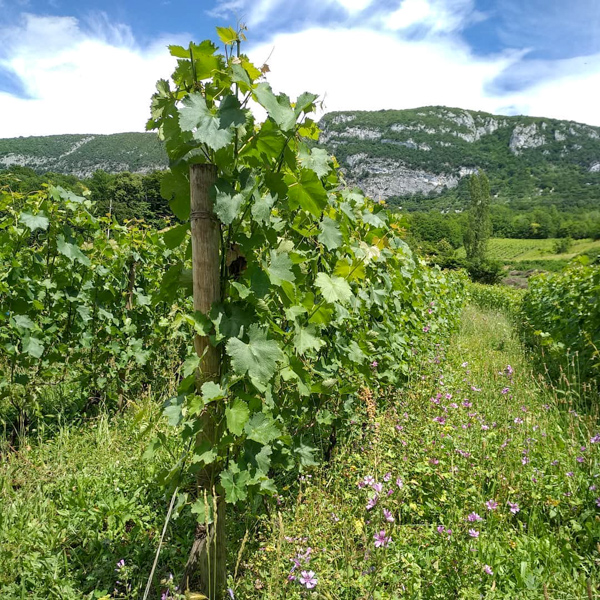 vigne en biodynamie - corentin houillon