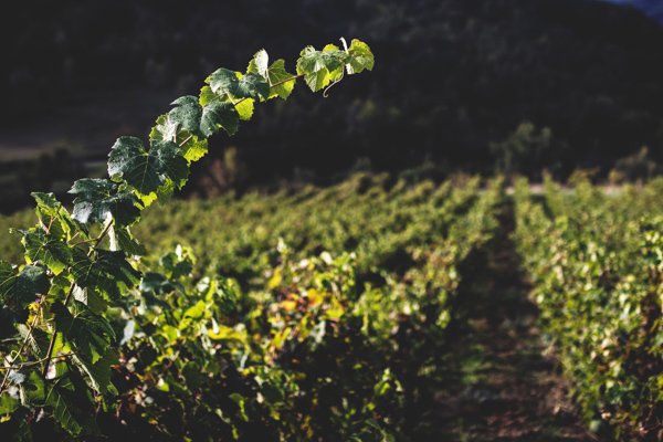 vignes biodynamie - domaine des boissieres