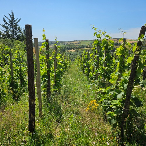 les reves oublies - vin nature loire