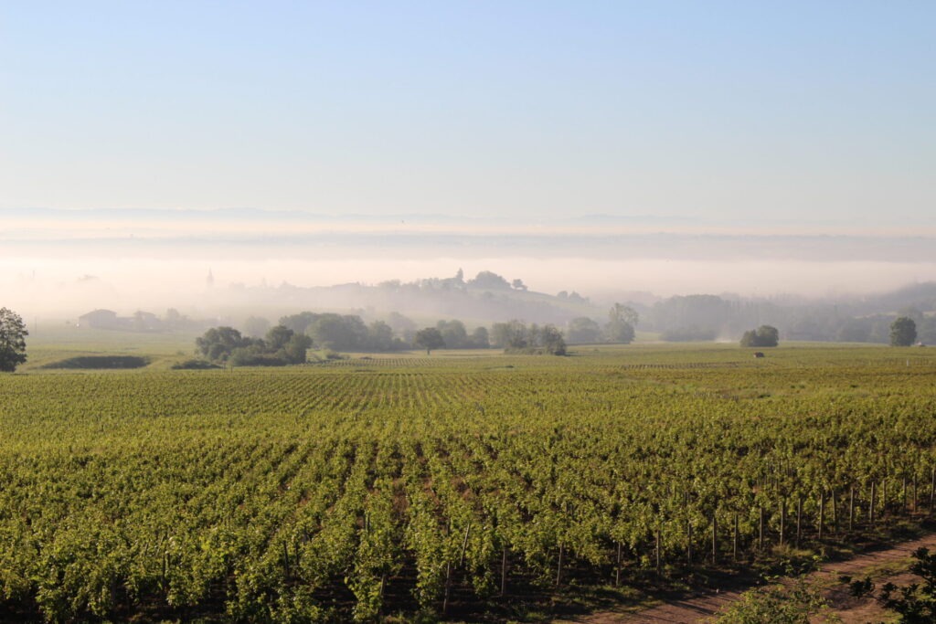 vignes-yann-bertrand-fleurie-des-racines-au-verre