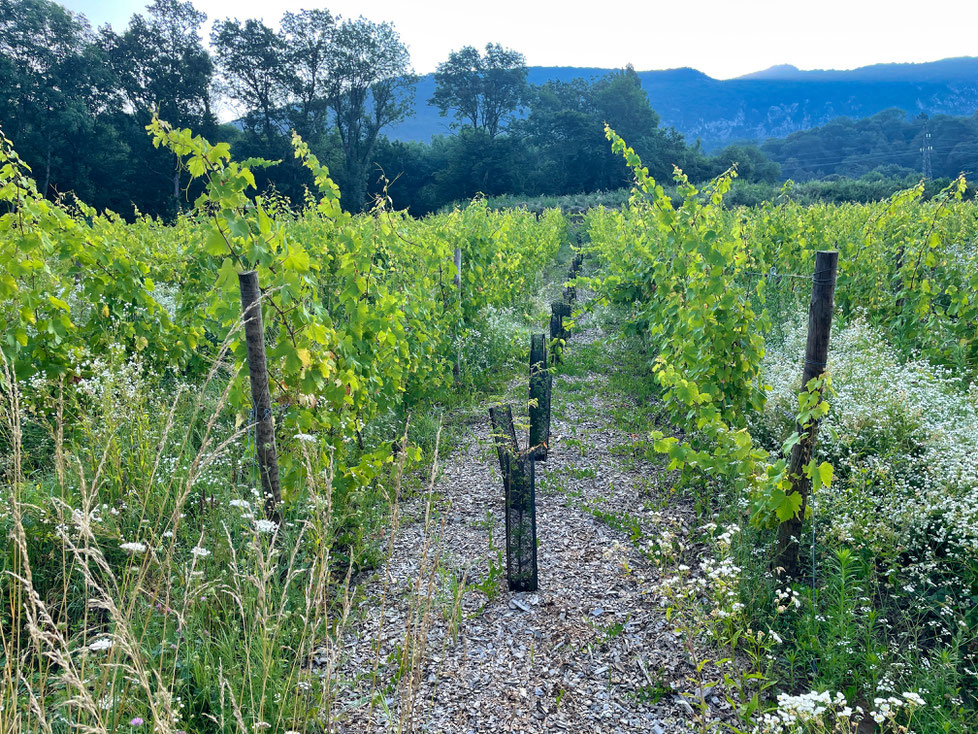 vignes domaine curtet