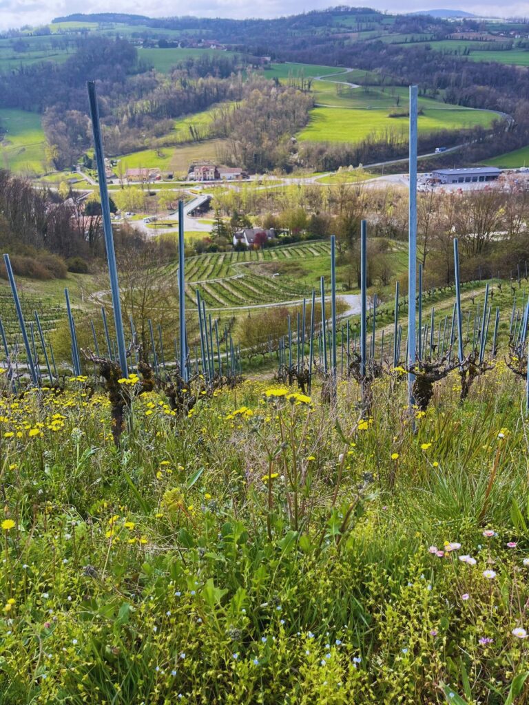 vignes-frang-la-cordee-blanche-des-racines-au-verre