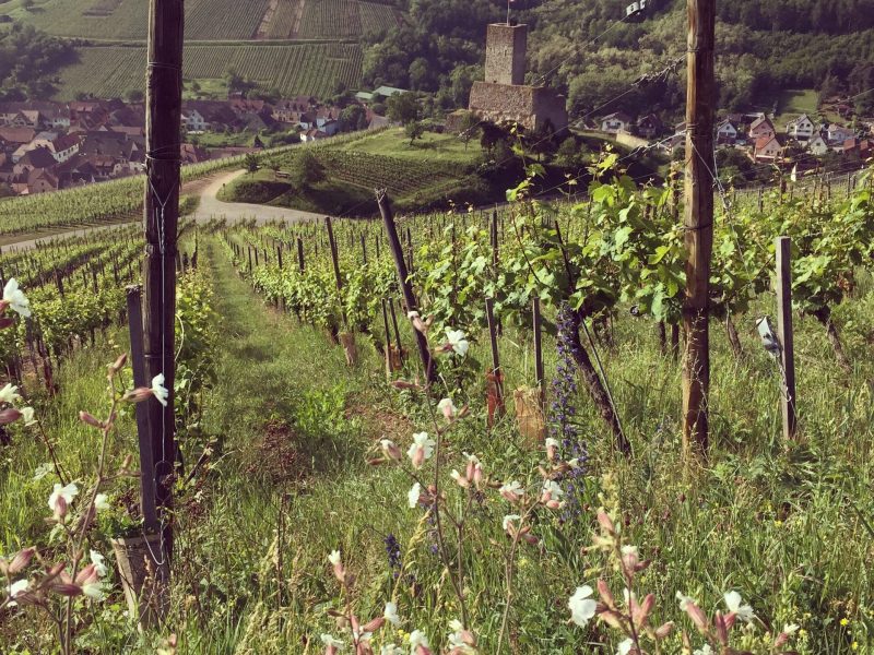 Gechickt vin naturel alsace vin naturel vin biodynamique alsace
