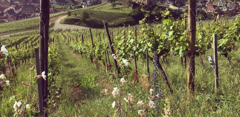 Gechickt vin naturel alsace vin naturel vin biodynamique alsace