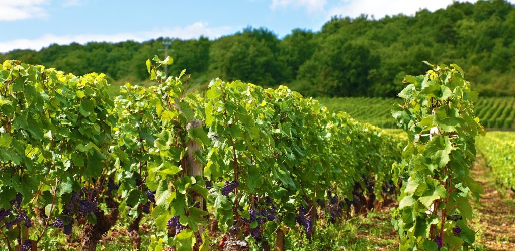 vin naturel vin biodynamique bordeaux