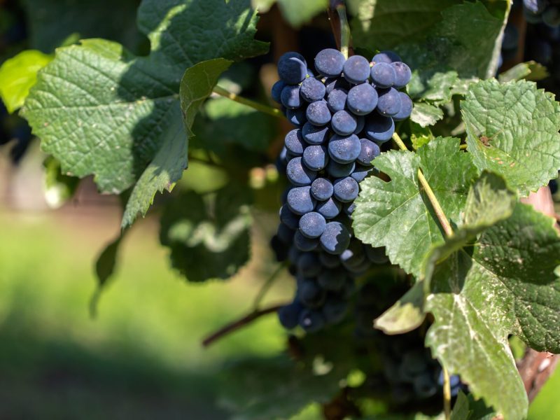 vin naturel bordeaux