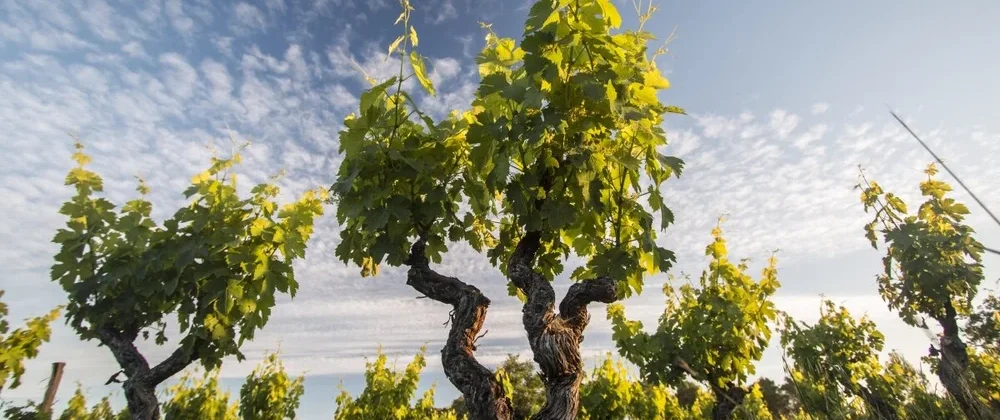 vignes-berry-althoff-vin-nature-languedoc