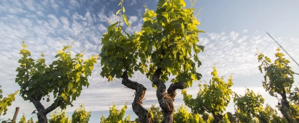 vignes-berry-althoff-vin-nature-languedoc