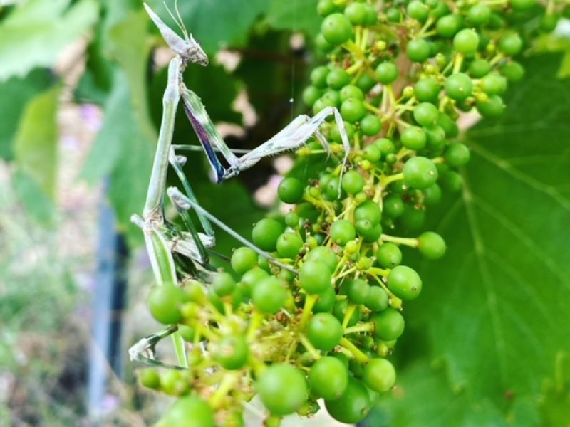 biodiversité - vin nature roussillon