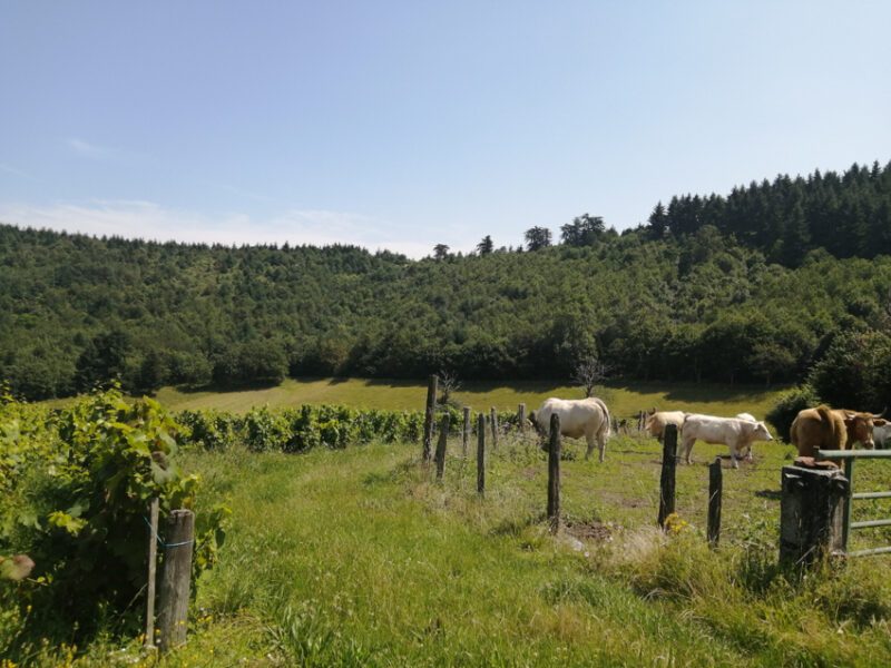 vin nature beaujolais