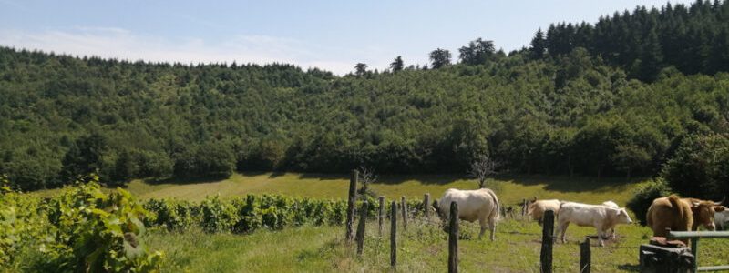 vin nature beaujolais