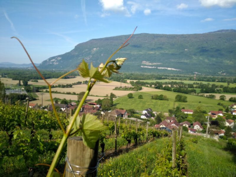 vin nature savoie - corentin houillon