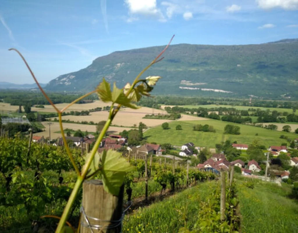 vin nature savoie - corentin houillon