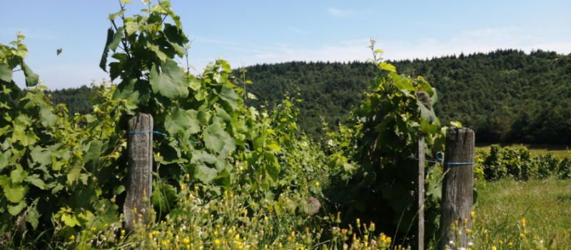 vin nature michel guignier