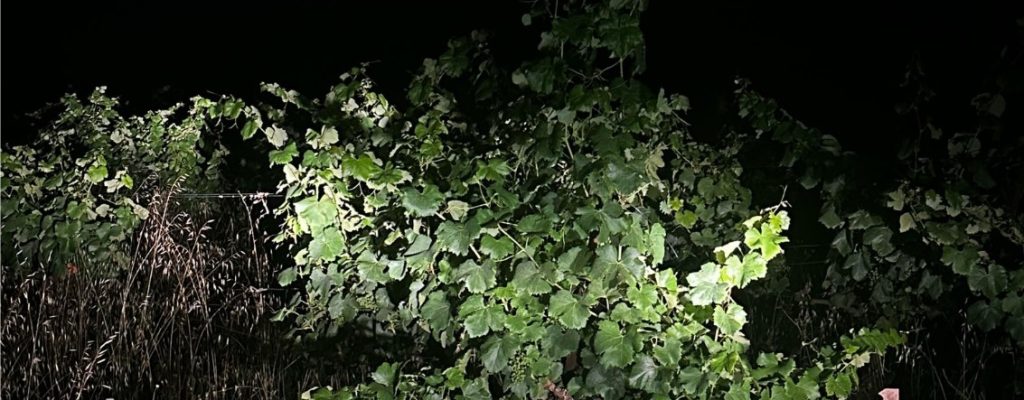 vignes-languedoc-organisons-nous