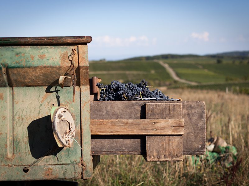 vin nature bourgogne