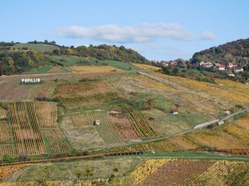domaine de la borde vin naturel jura