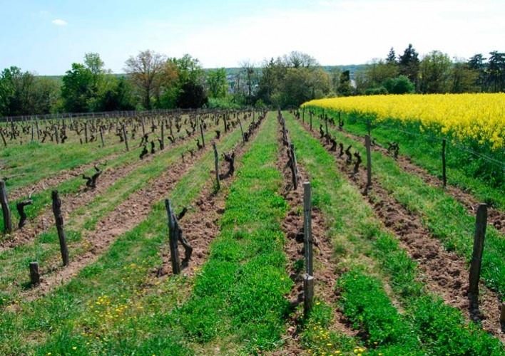 vin naturel loire